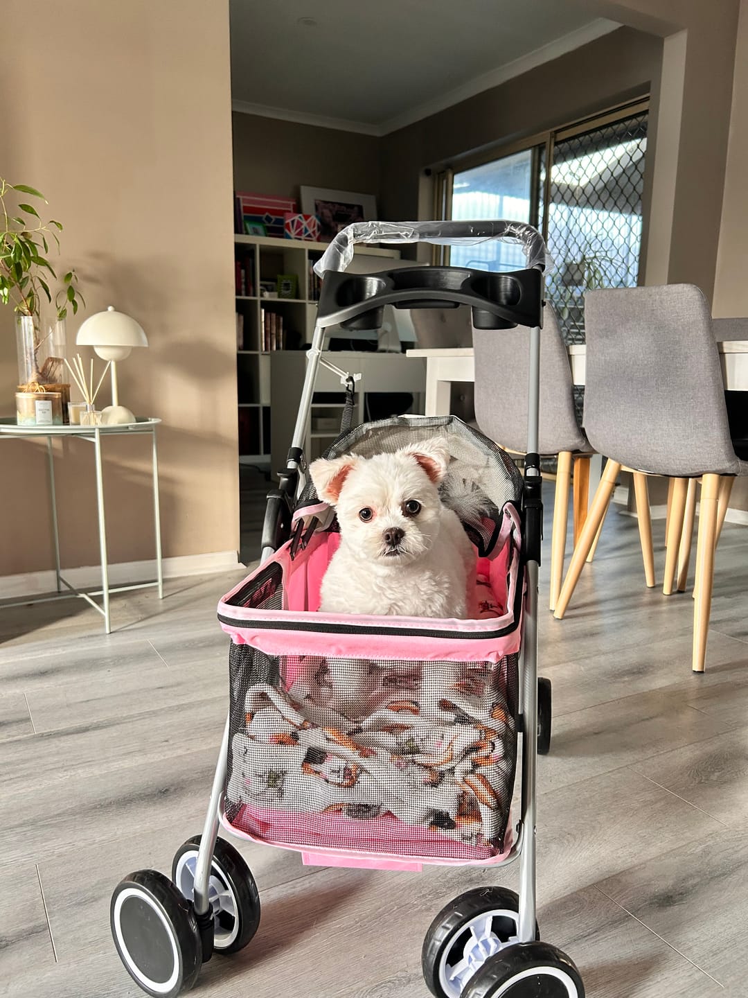 Customer photo review of Pawz Compact & Comfortable Pet Stroller