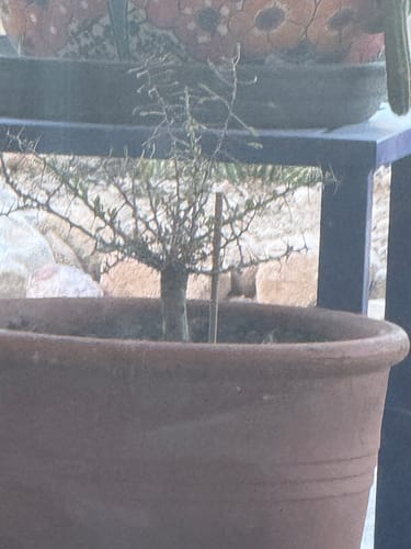 Customer photo review of Fouquieria columnaris | Boojum tree