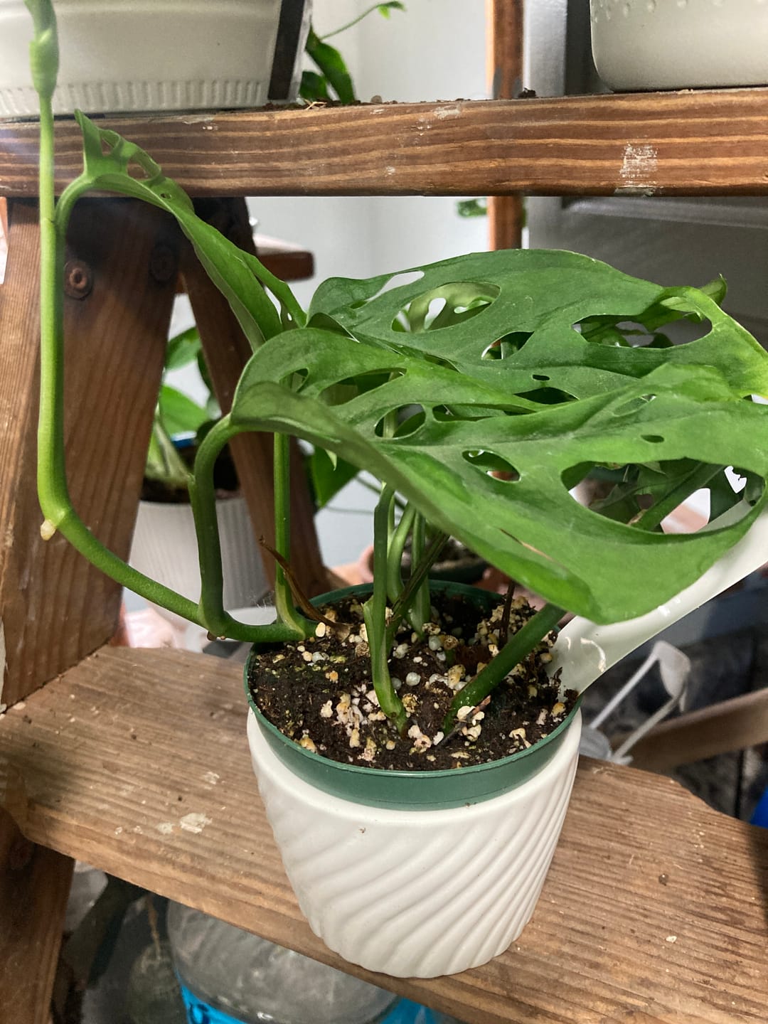 Customer photo review of Monstera adansonii 'Double Windows'
