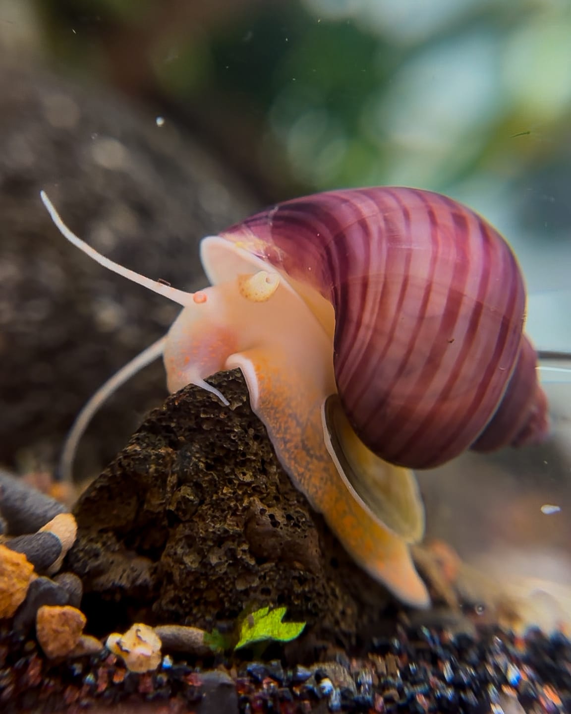 Customer photo review of Magenta Mystery Snail