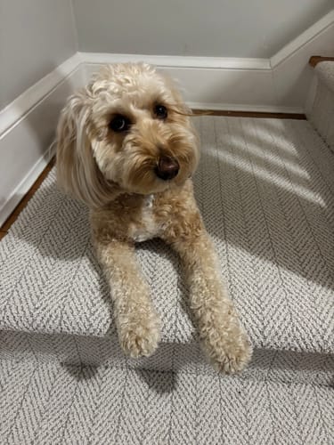 Customer photo review of Amalfi Carrara Herringbone Stair Runner