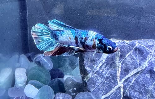 Customer photo review of Multicolor Plakat Male Betta Fish |Show Grade|  You Pick Fish