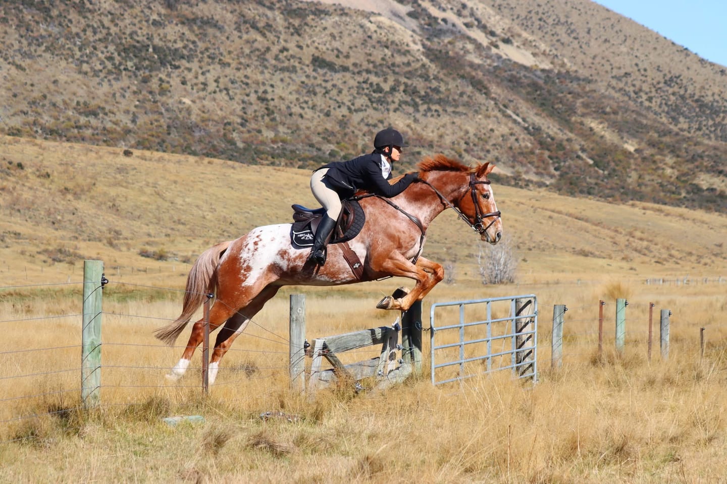Customer photo review of Digestive EQ - Equine Gut Supplement