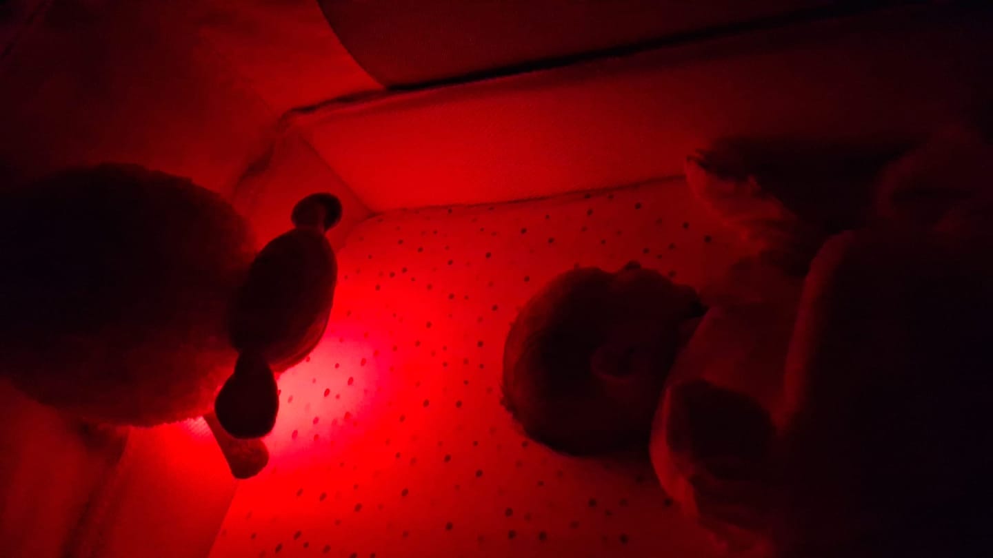 Customer photo review of ewan Deluxe | baby shushing sleep sheep | gray