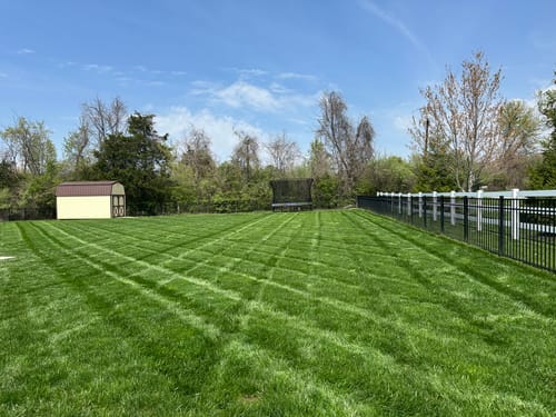 Customer photo review of GCI Turf Type Tall fescue Grass Seed