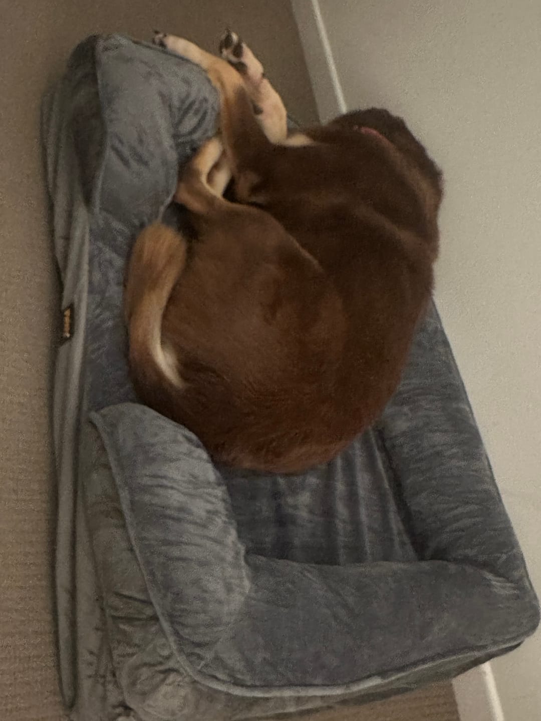 Customer photo review of PaWz Premium Memory Foam Pet Sofa Bed