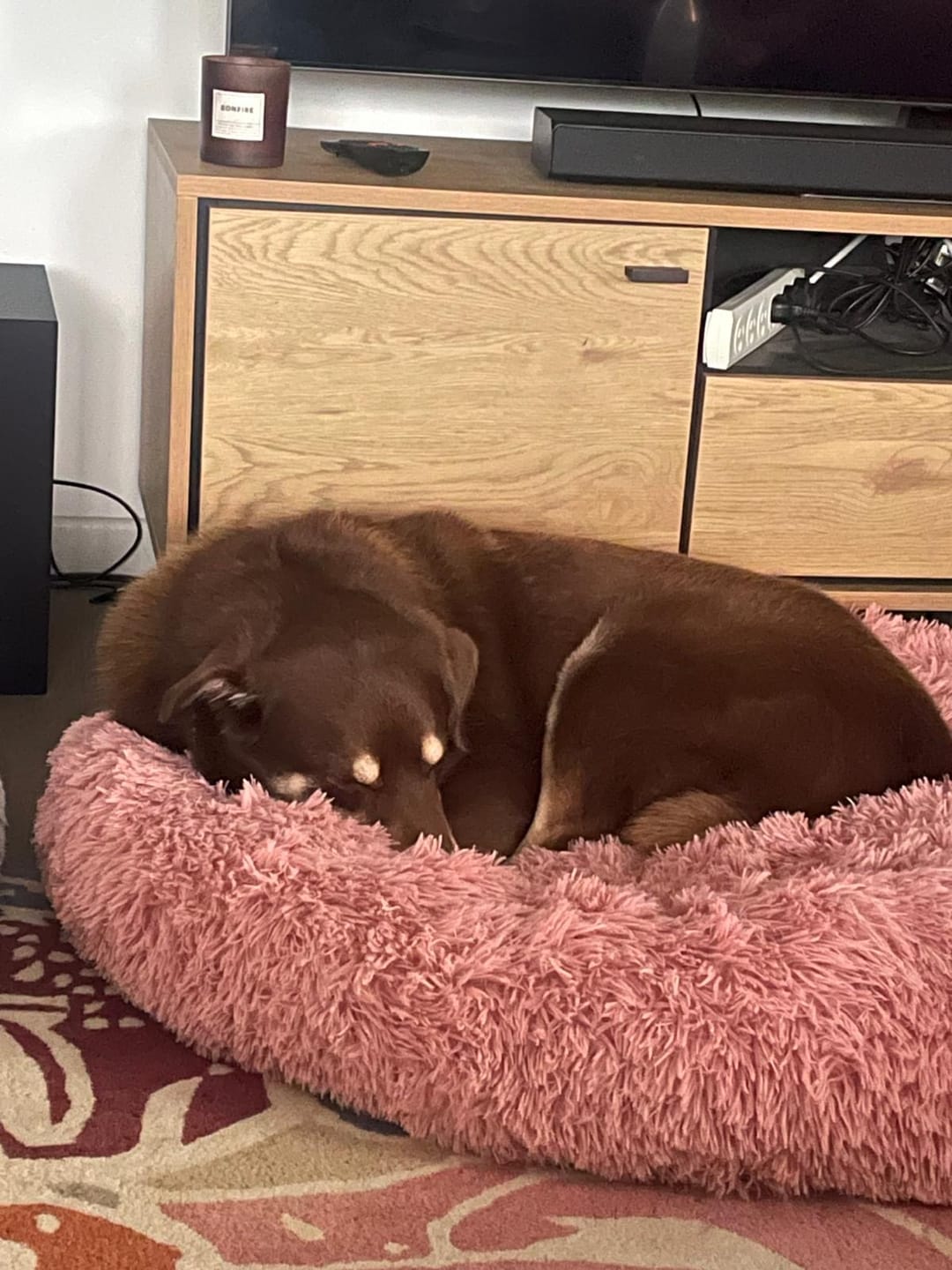 Customer photo review of Pawz Non-Removable Calming Pet Bed