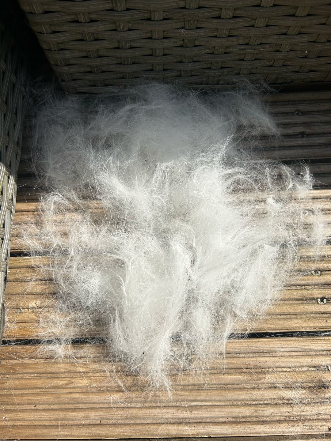 Customer photo review of Dog Deshedding Comb - Dog, Horse & Cat - Black