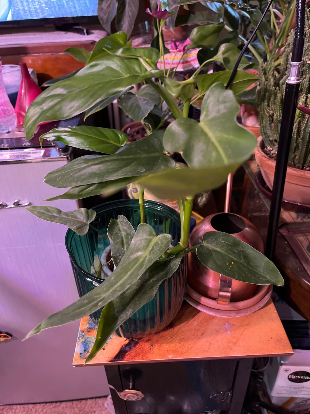 Customer photo review of Philodendron oxapapense aff.