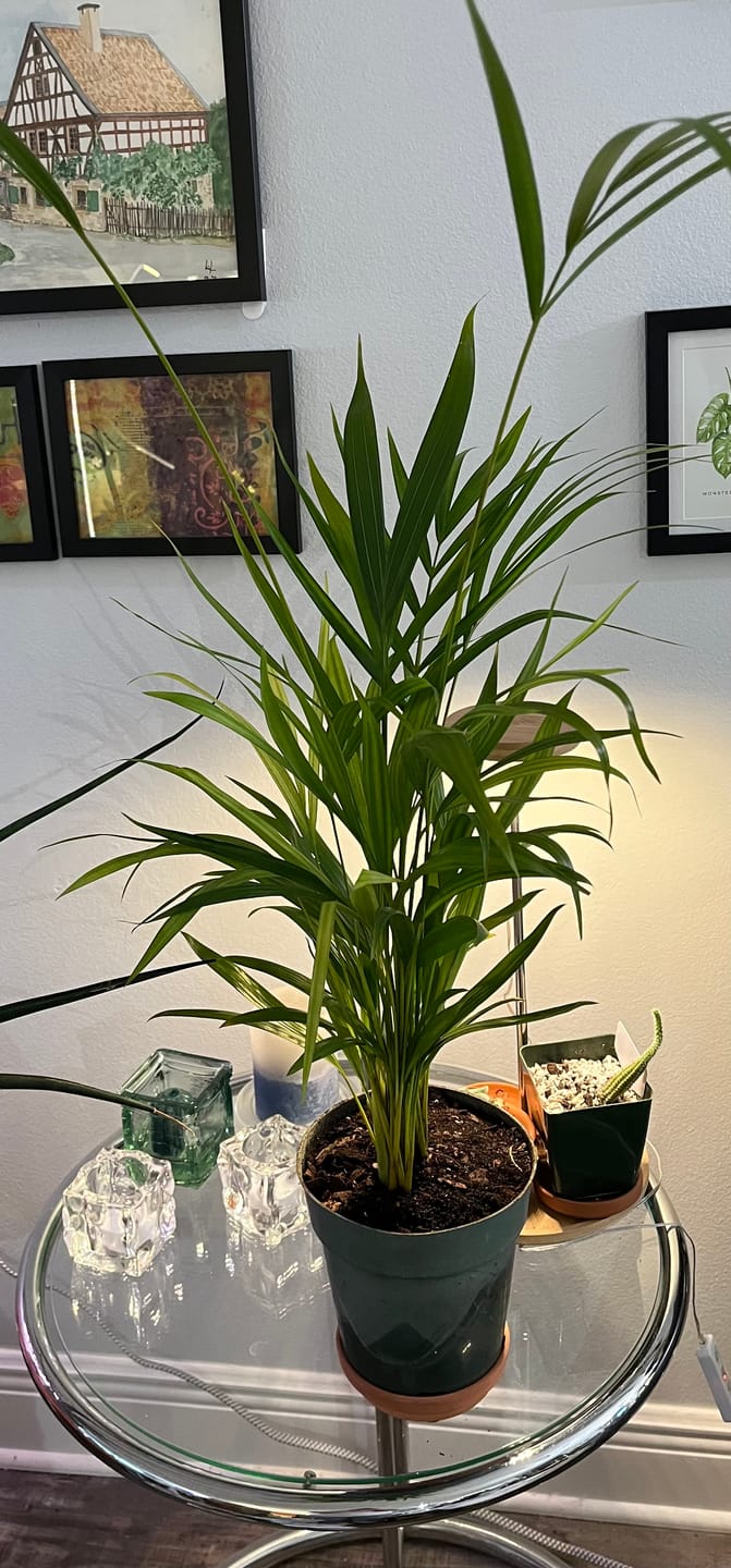 Customer photo review of Areca Palm, Golden Cane, Dypsis Lutescens