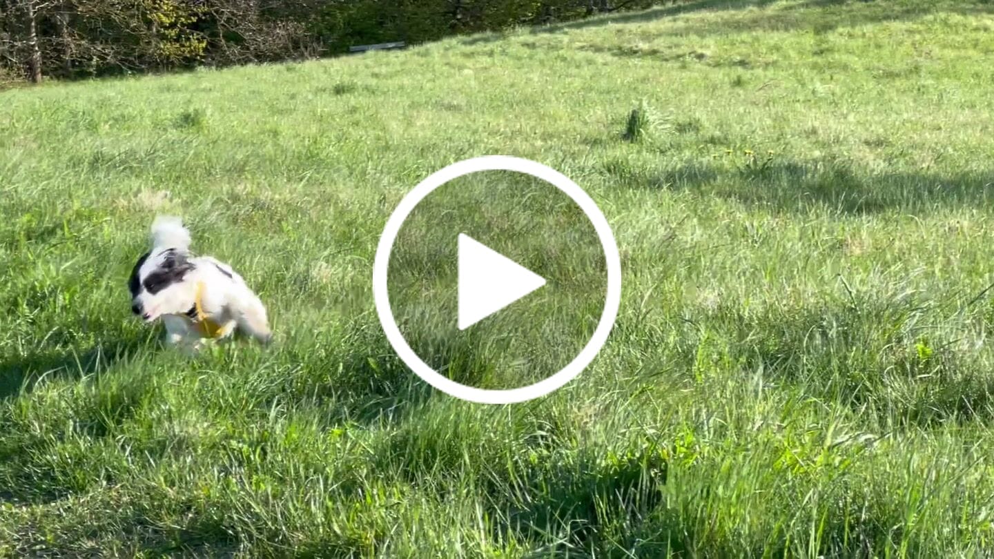 Customer video review of Dog Copenhagen Walk Air™ hundesele Lemon