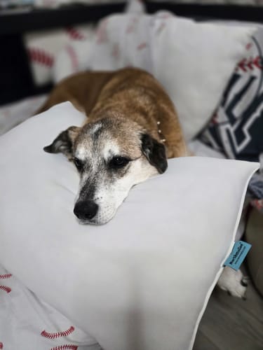 Customer photo review of The Marshmalloo Pillow