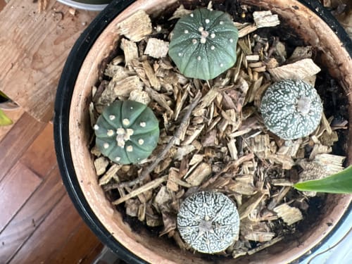 Customer photo review of Astrophytum asterias | Sand Dollar Cactus