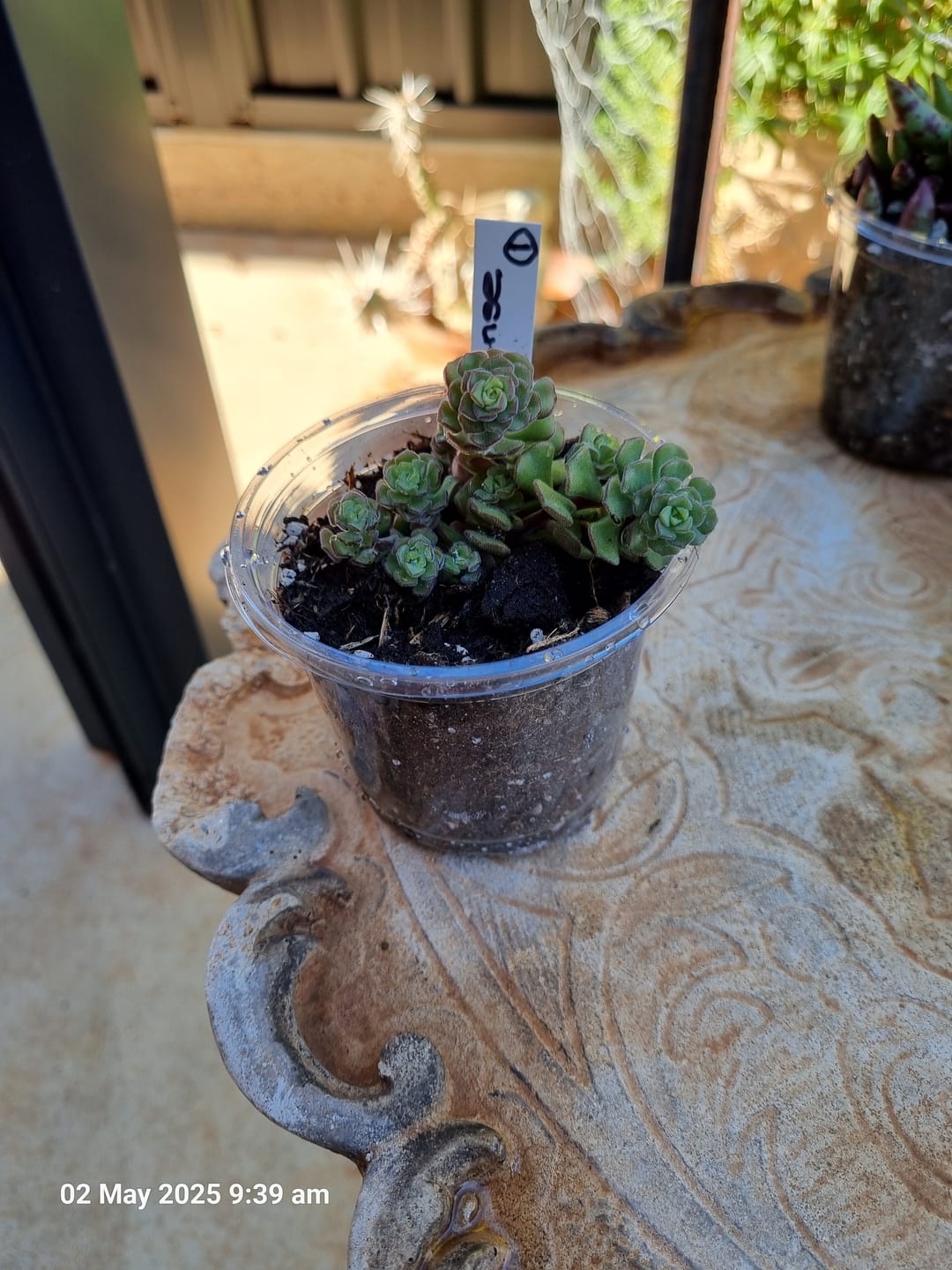 Customer photo review of Sedum versadense