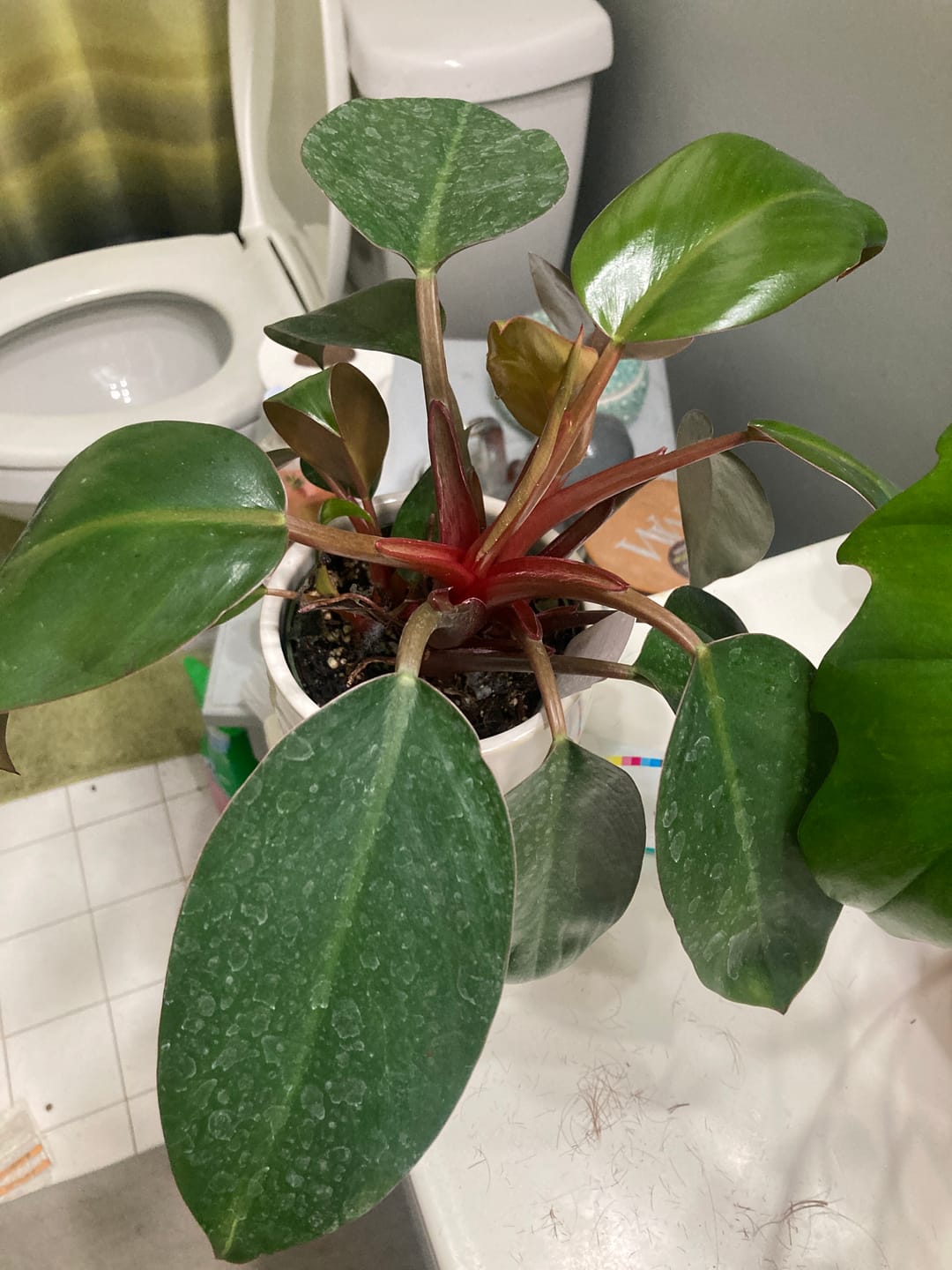 Customer photo review of Philodendron 'Red Congo Mini'