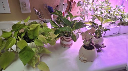 Customer photo review of Plant Food