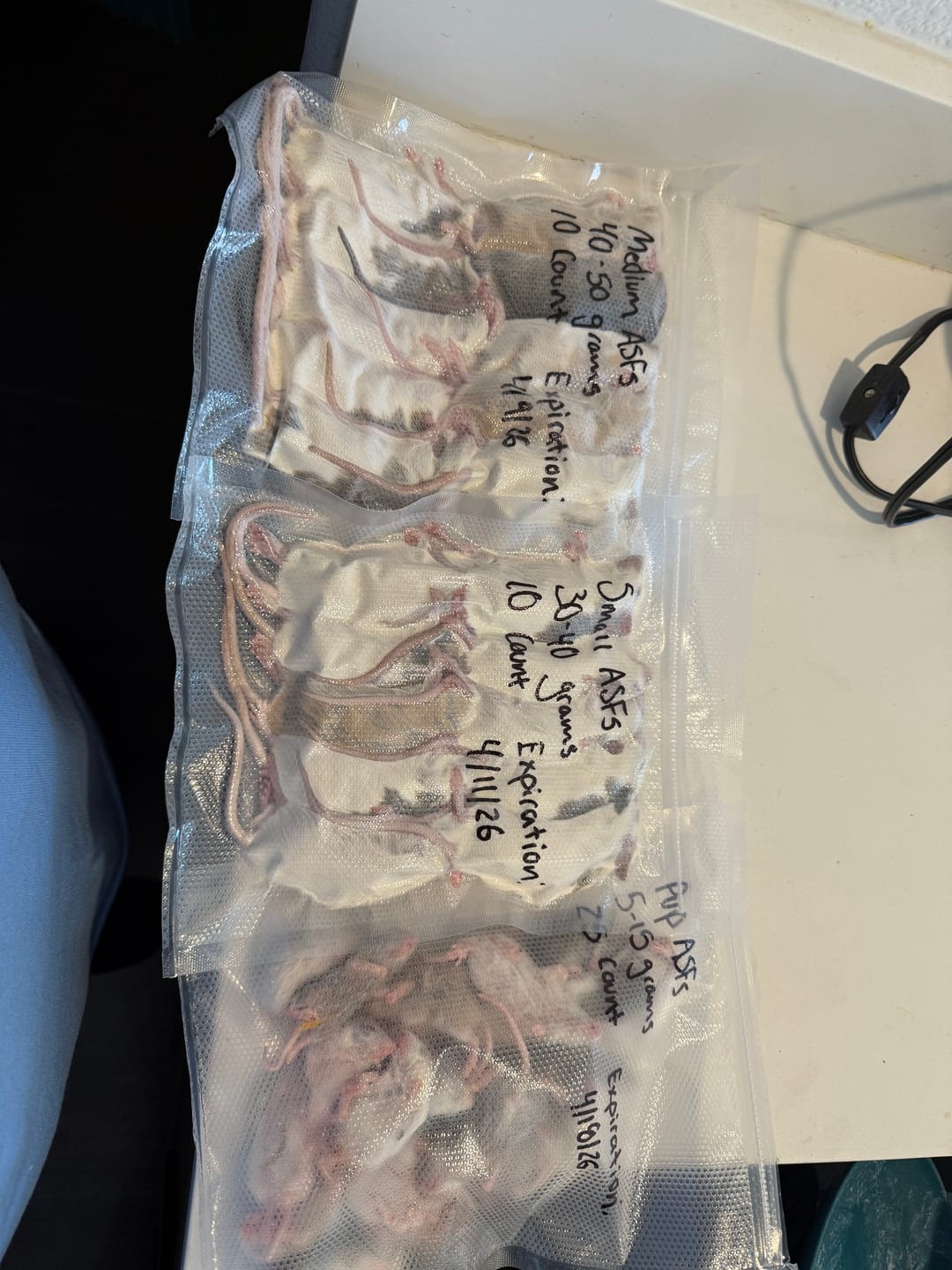 Customer photo review of Medium African Soft Fur Rats (10 Count)