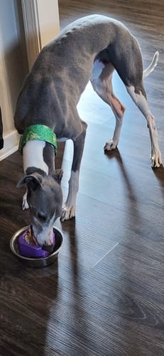 Customer photo review of Freezball - Durable Fillable Dog Chew Bone