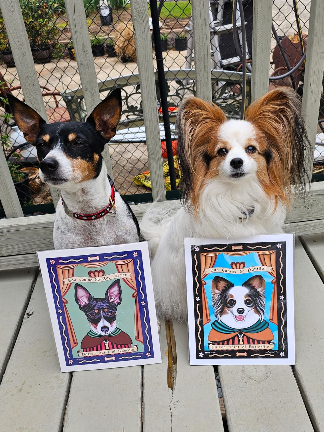 Customer photo review of Rat Terrier Art "Patron Saint of Rascals" Art Print by Krista Brooks