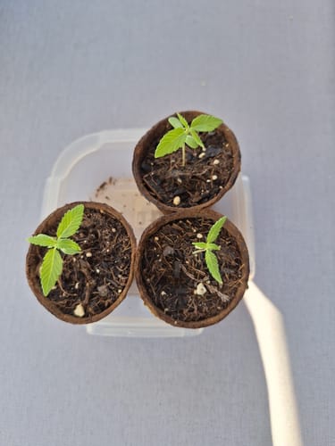 Customer photo review of Jack Herer Automatic Cali Strain Cannabis Samen - Autoflower - F1 Samen