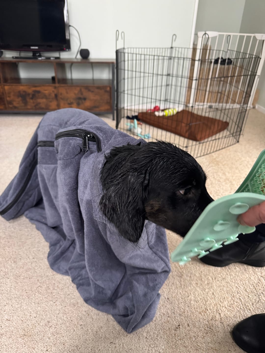 Customer photo review of Luxury Dog Drying Bag