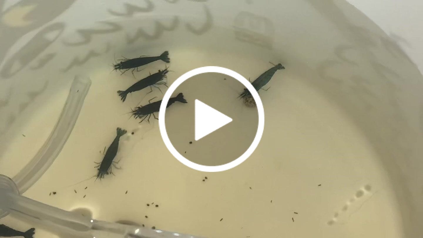Customer video review of Green Jade Shrimp