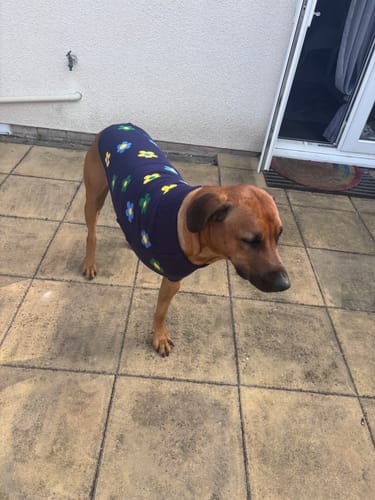 Customer photo review of Flower Knit Dog Sweater - Blue Green Yellow