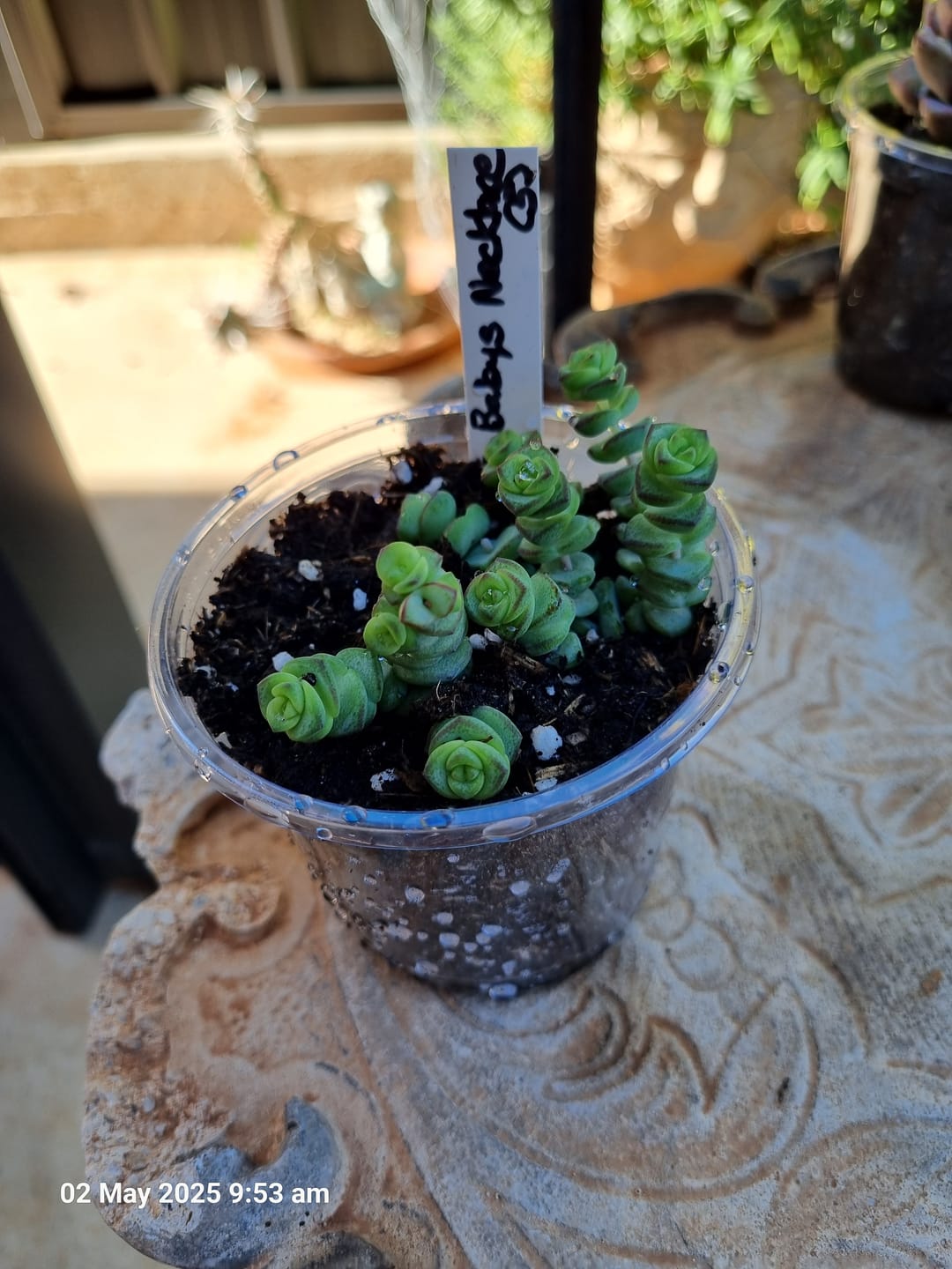 Customer photo review of Crassula Baby's Necklace