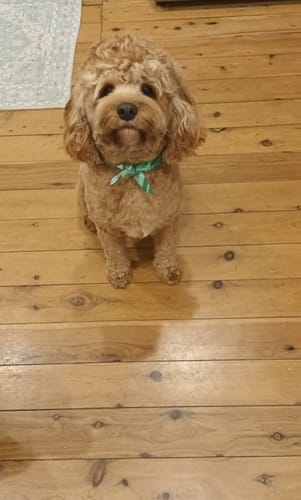 Customer photo review of Premium Kangaroo Chews