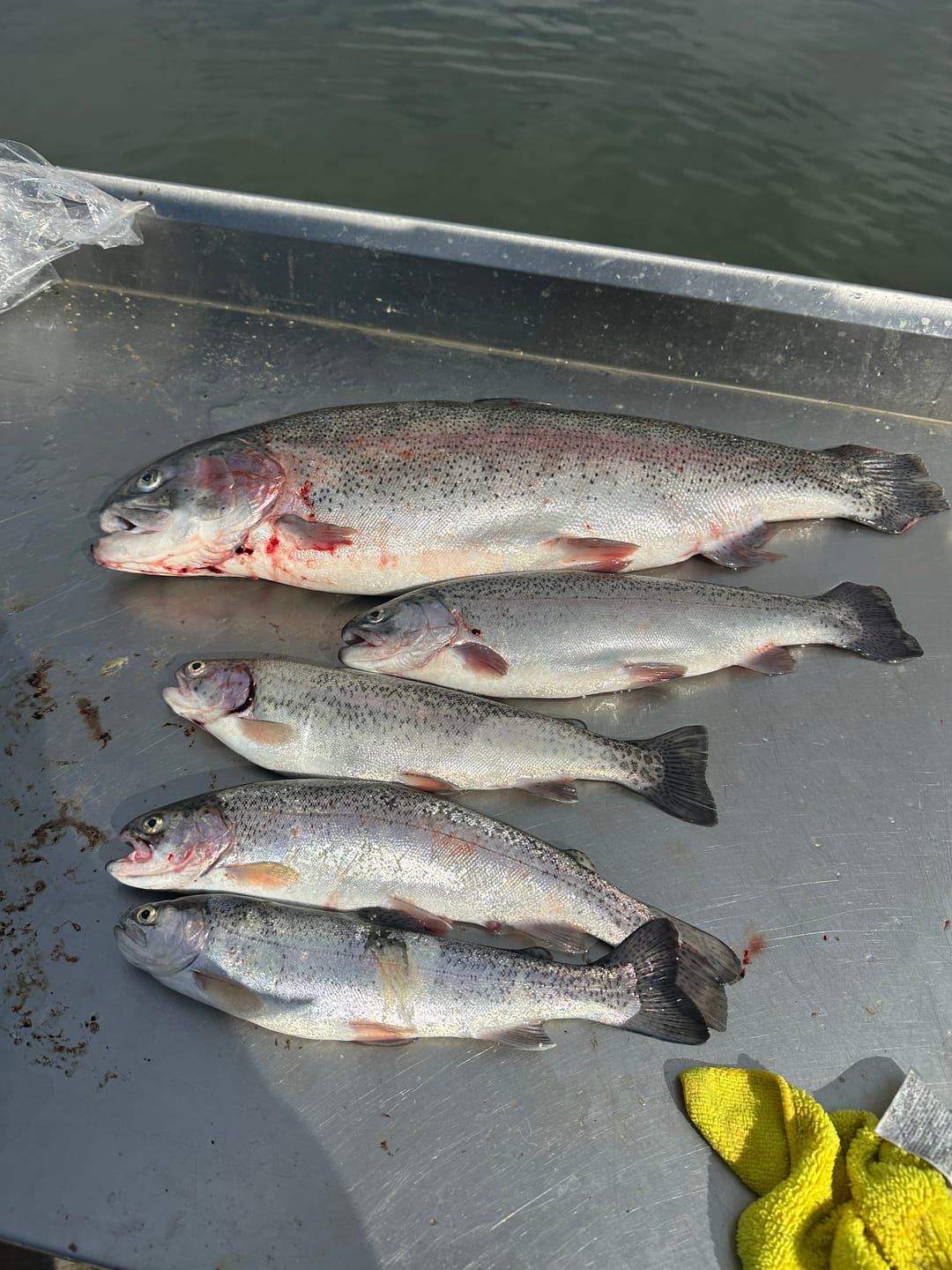 Customer photo review of Metal Head Fly