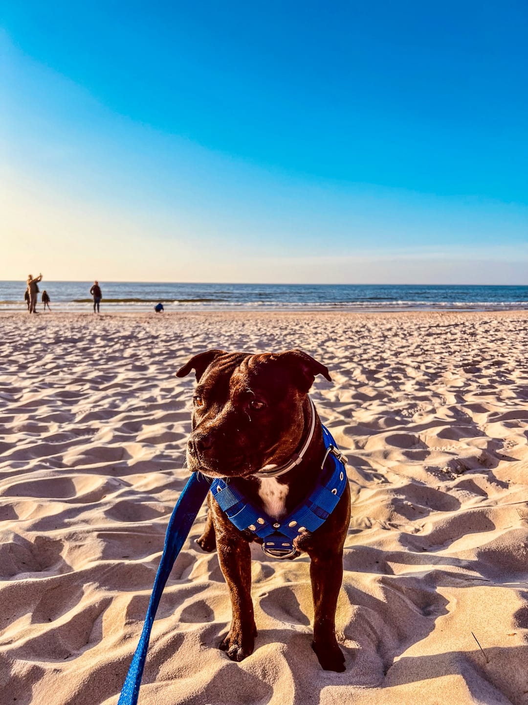 Customer photo review of Szelki z raczką typu guard - Easy Walk Niebieskie