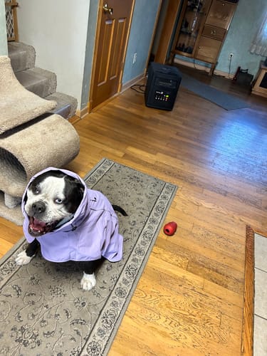 Customer photo review of Breatheshield™ Dog Raincoat - Purple