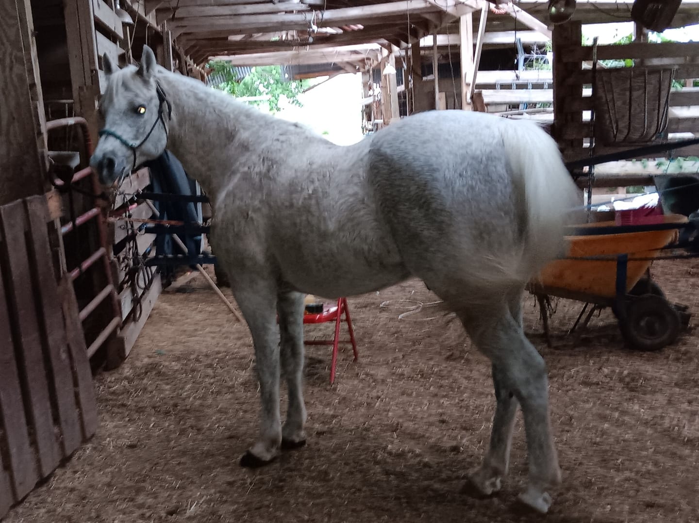 Customer photo review of Horse Laminitis Support