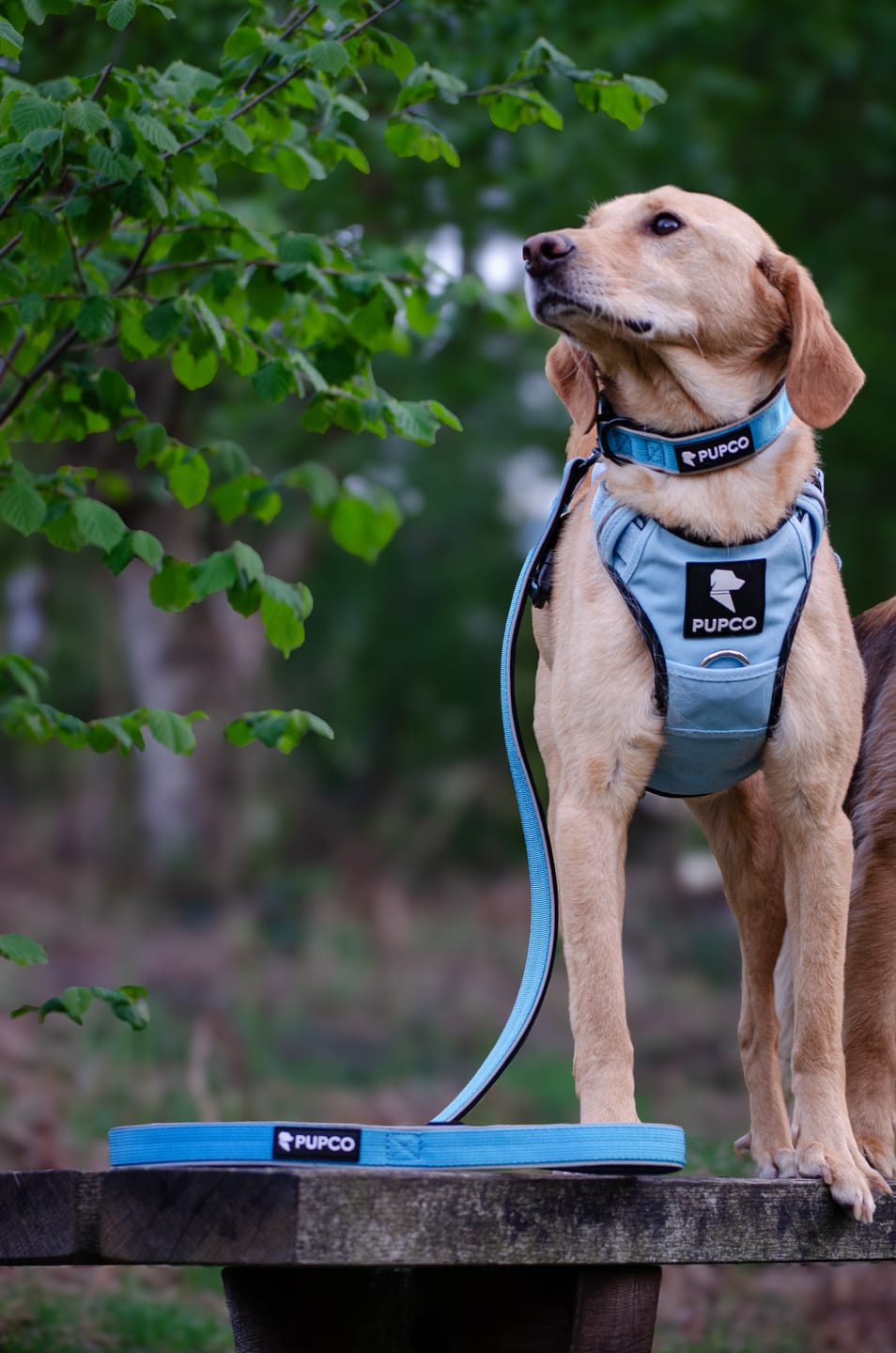 Customer photo review of Reflective Tactical lead - Aqua