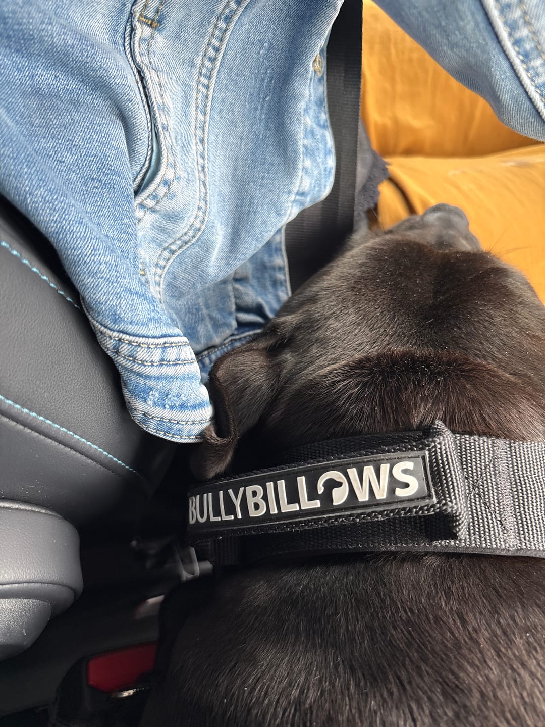Customer photo review of 4cm Pin Buckle Collar | With Handle - Black