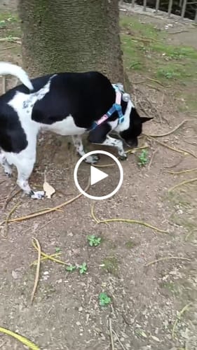 Customer video review of UNMIXED 活力MIX系列 PVC防潑水寵物項圈 2種尺寸