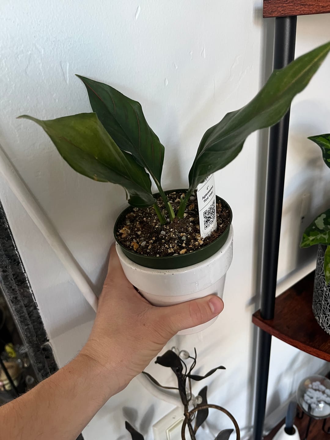 Customer photo review of Aglaonema 'Red Vein'