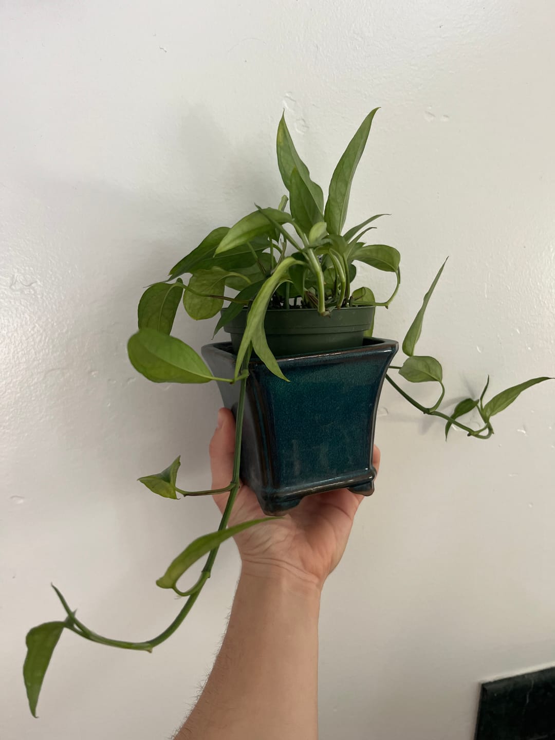 Customer photo review of Pothos Epipremnum pinnatum 'Skeleton Key'
