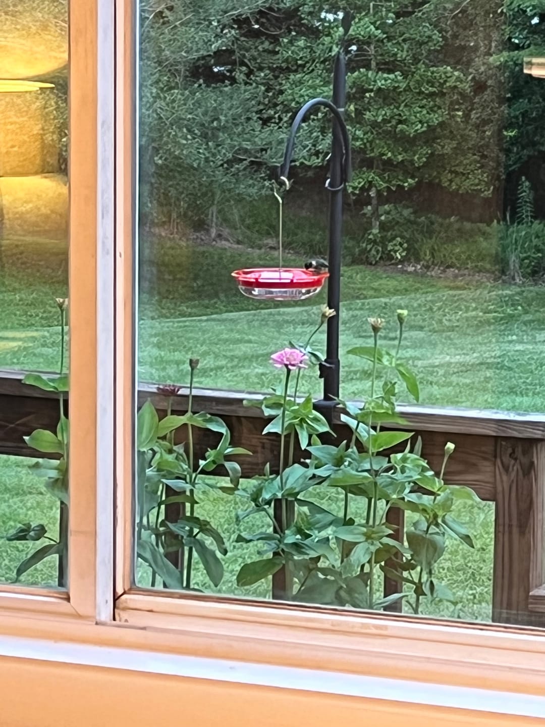 Customer photo review of Zinnia, Benary's Giant Mix