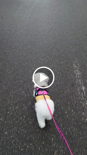 Customer video review of FunFunPet 高機能ハーネス（お名前タグ作成サービス付き）