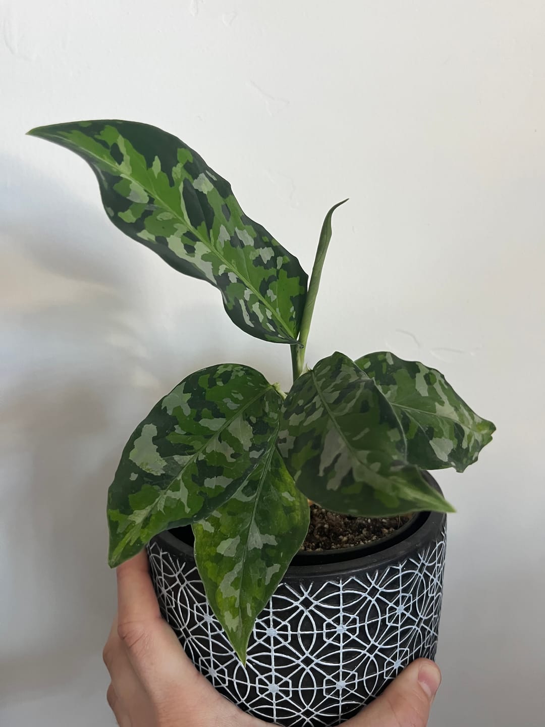 Customer photo review of Aglaonema pictum tricolor