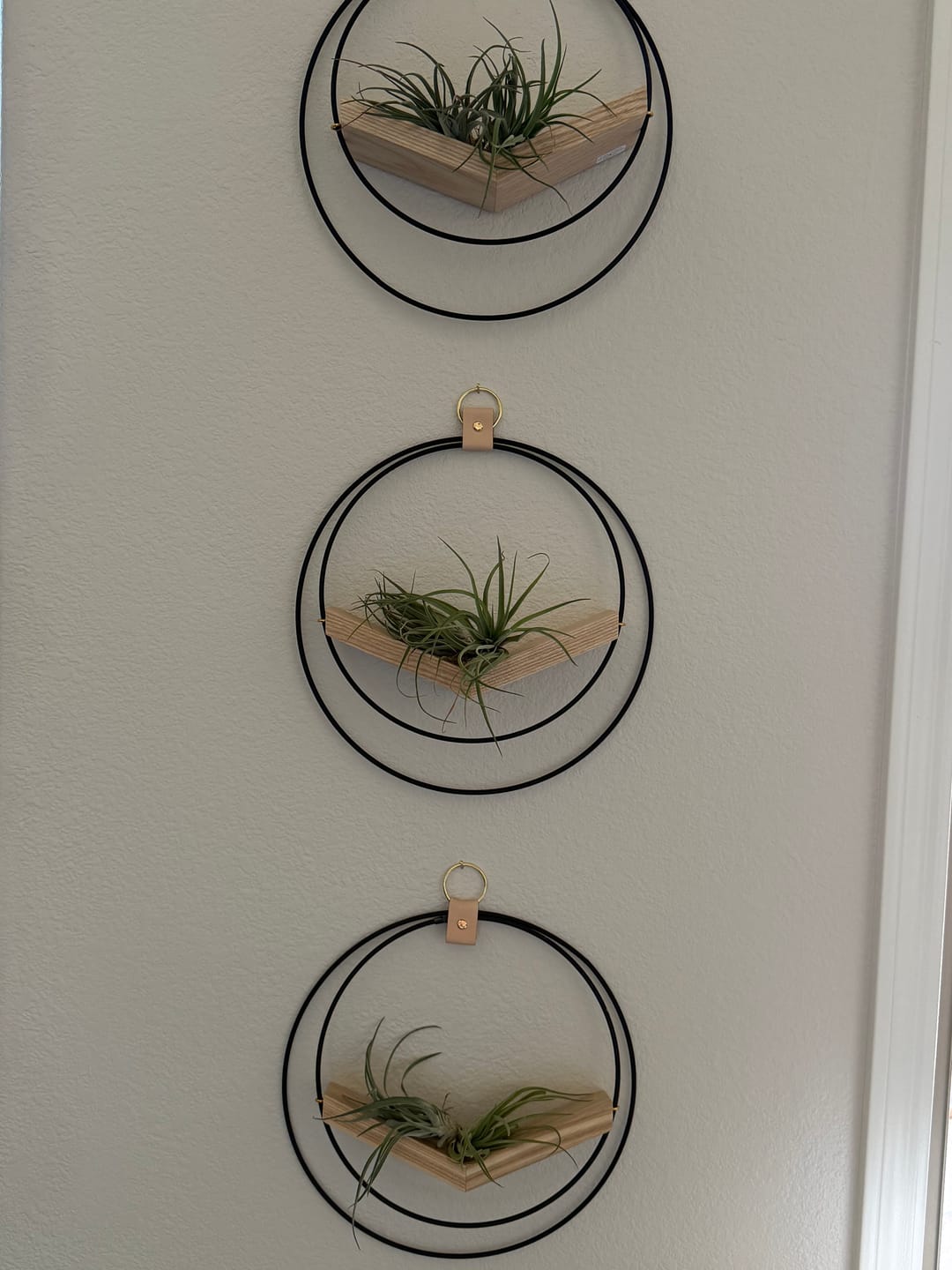 Customer photo review of Air Plant