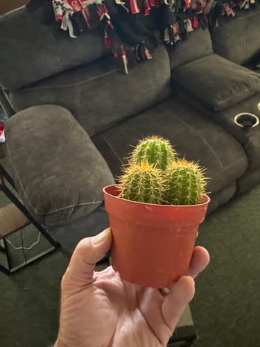 Customer photo review of Trichocereus spachianus | Golden Torch Cactus