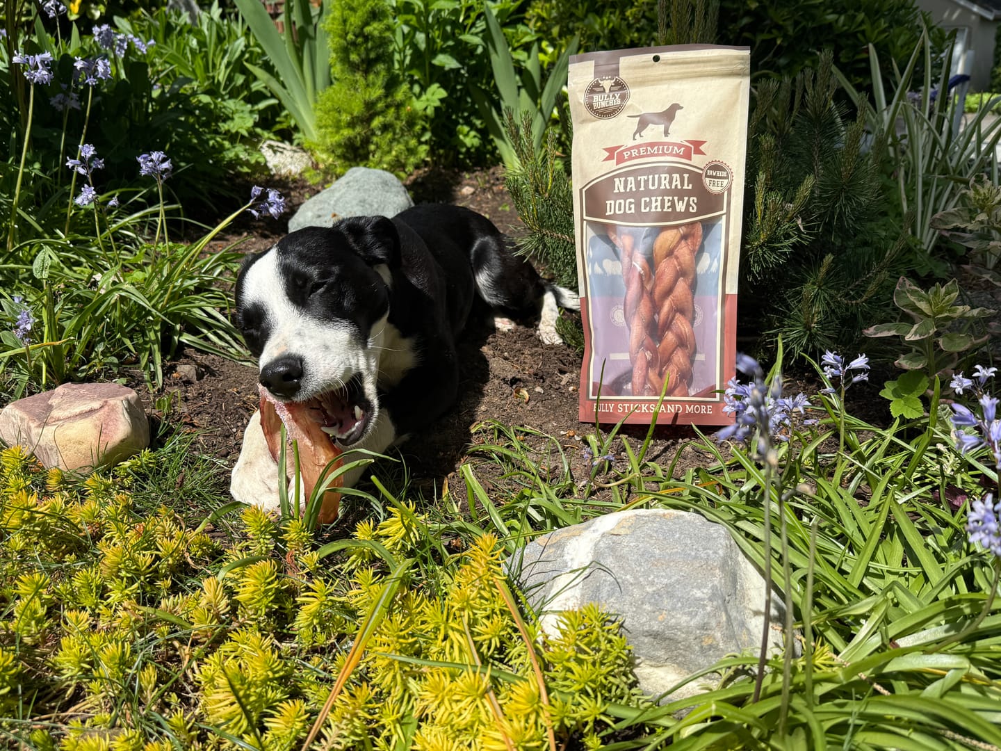 Customer photo review of 12 Inch Monster Braided Bully Stick