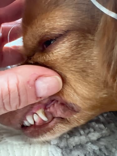 Customer photo review of DE-01™ Dental Dogbiotic