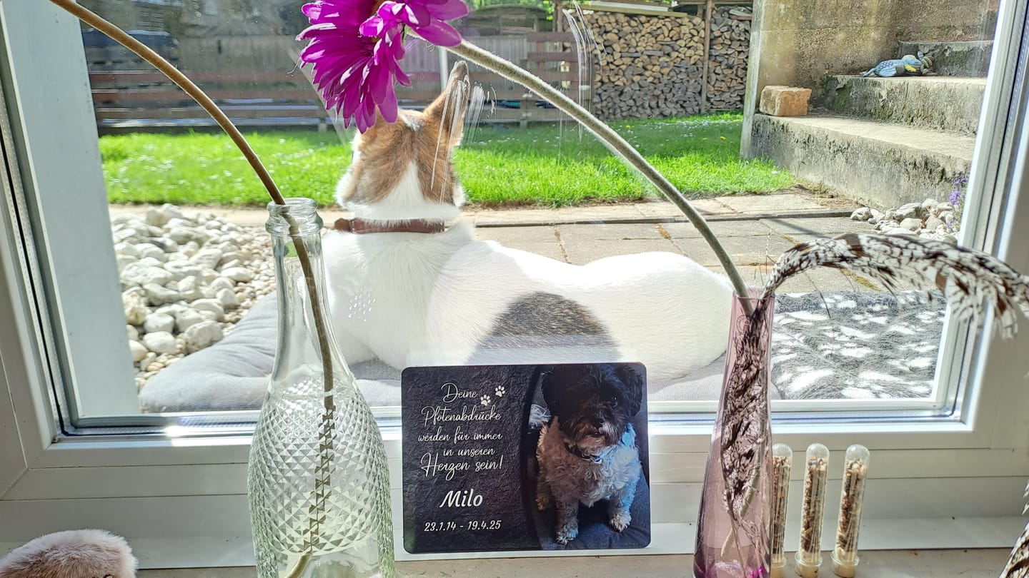 Customer photo review of Hunde Gedenktafel mit Foto & Spruch (UV- & Wetterfest)