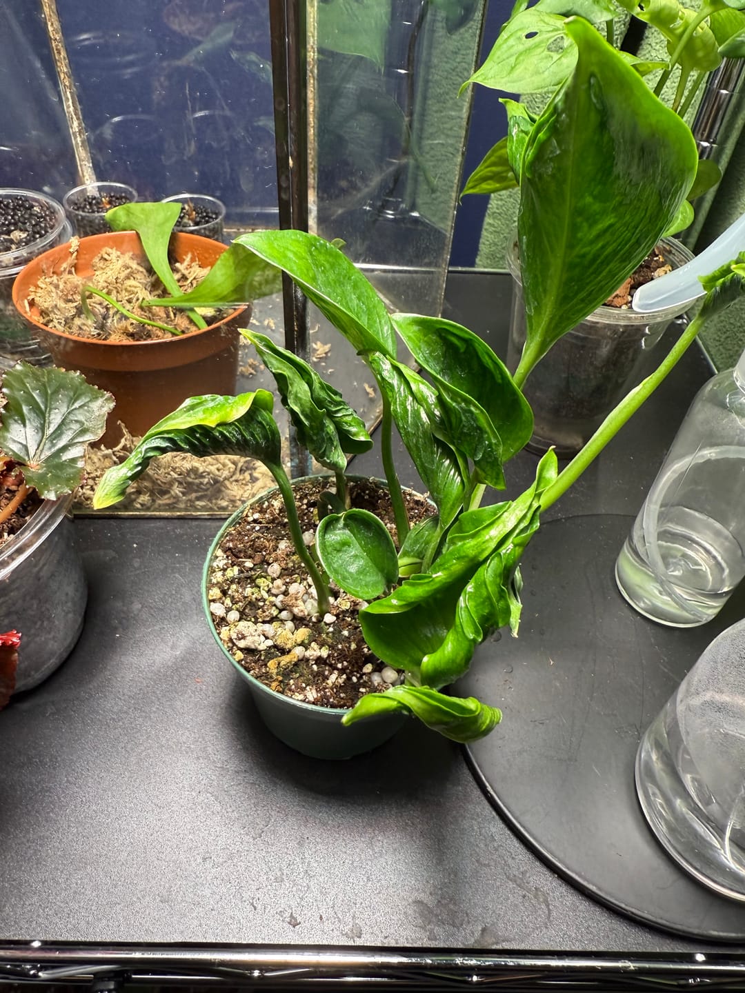 Customer photo review of Pothos Epipremnum aureum 'Shangri Ooh La La'