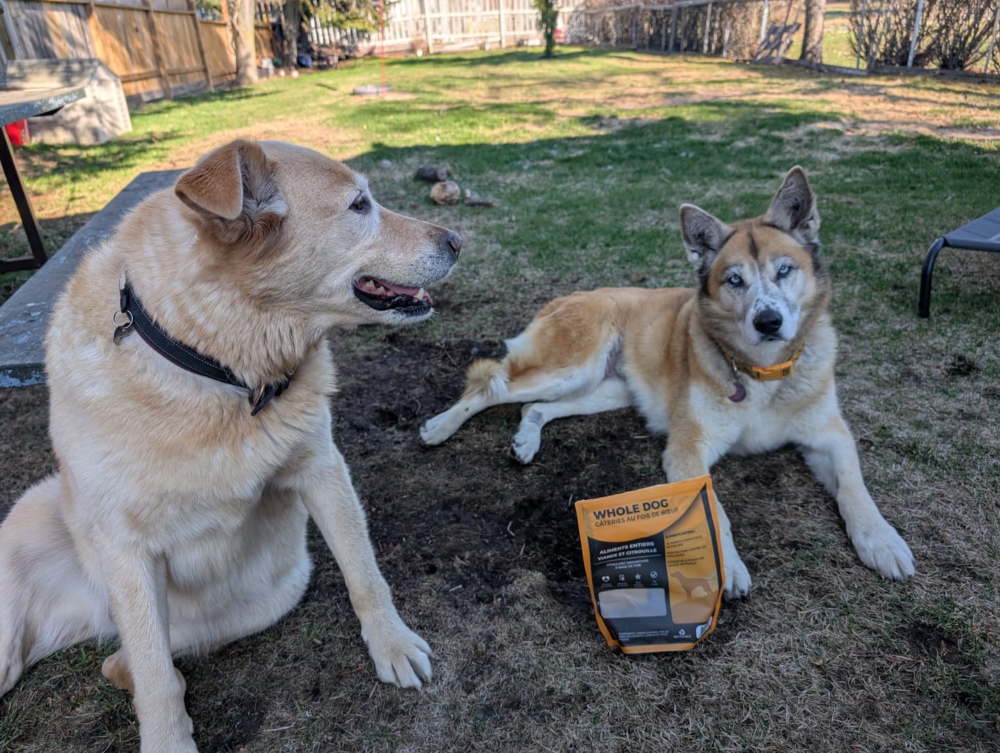 Customer photo review of Foley 5 Pack Mixed Bundle + 1 Free Bag of Rogan Paints