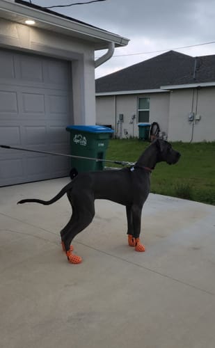 Customer photo review of WagWellies® Mojave