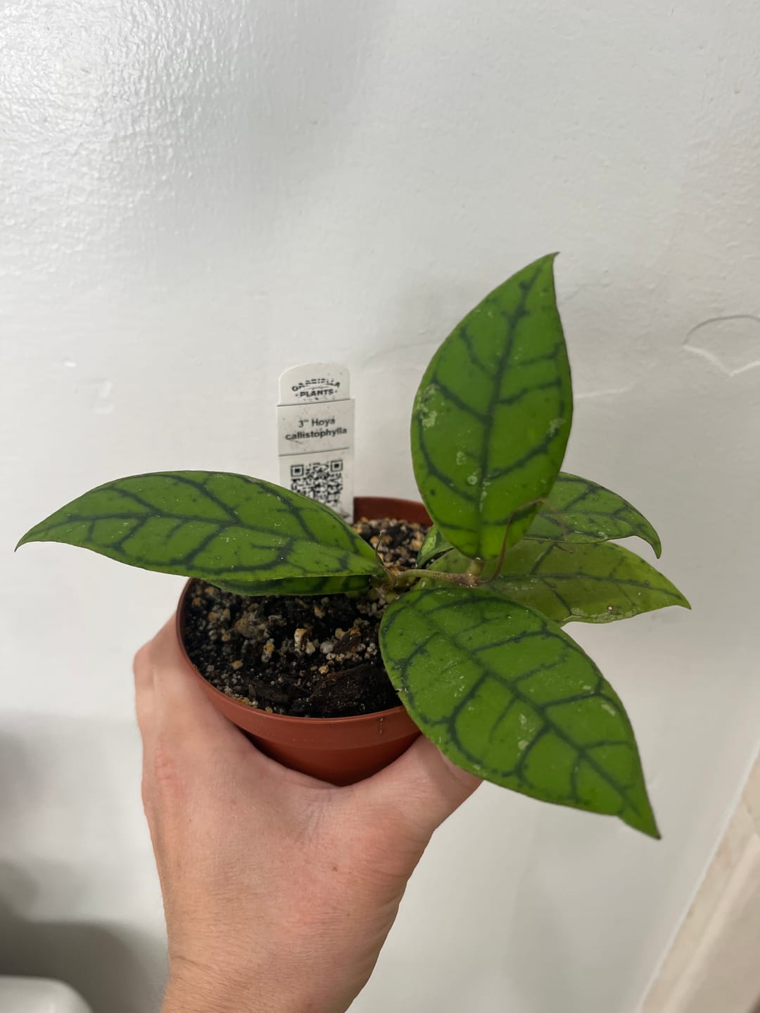 Customer photo review of Hoya callistophylla